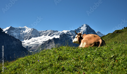 Eine grasende Kuh vor den Berner Alpen Panorama
