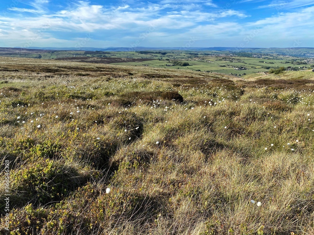 Wild moorland, high above Haworth, with wild plants, gorse, and blue sky near, Haworth, Keighley, UK