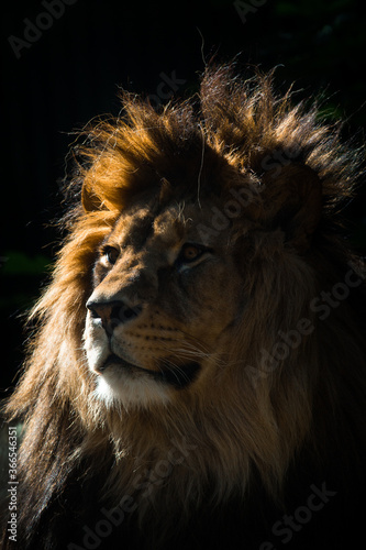 Berber lion portrait in nature