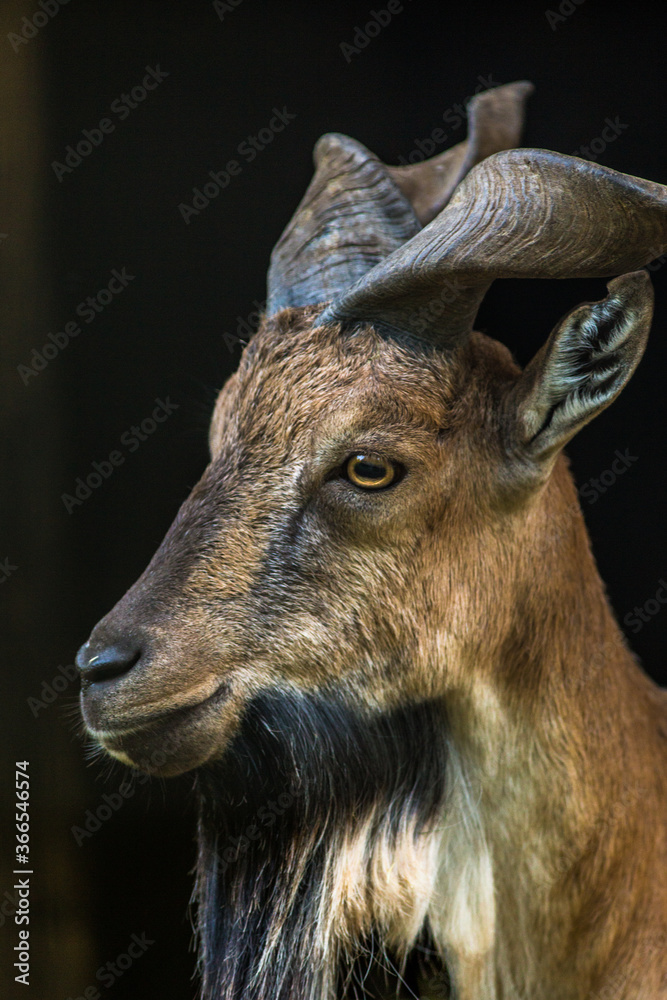 Fototapeta premium portrait of a helix goat