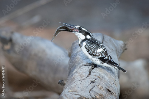 A side view of a pied kingfisher, Ceryle rudis, standing on a log, holding a fish between its beak