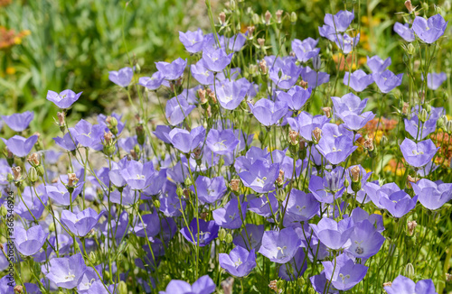 blue bellflowers in the field