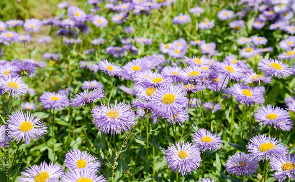 field of violet flowers field of violet flowers