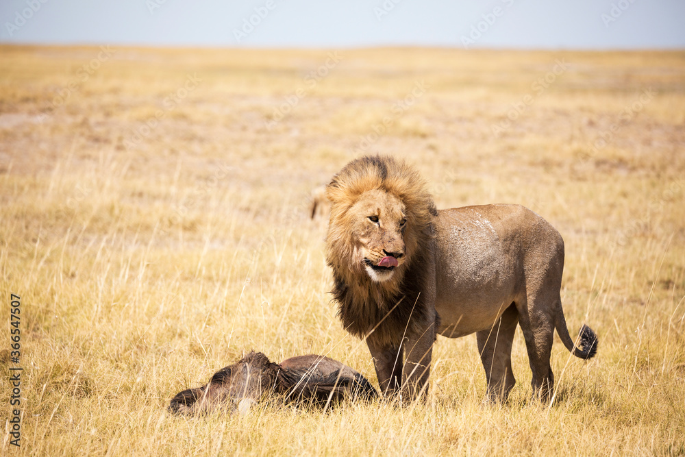 Male lion and dead wildebeest, Kalahari Desert