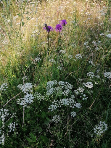 wild flowers in the forest