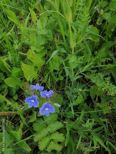 blue flowers in the garden