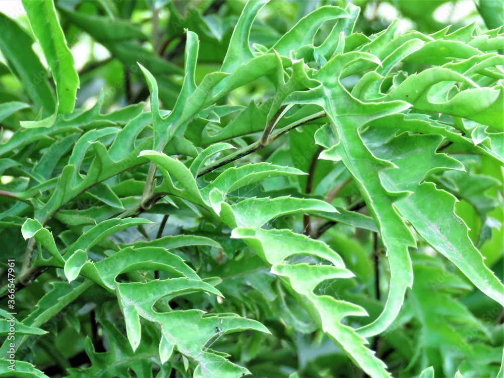 close up of green leaves of a plant close up of green leaves of a plant