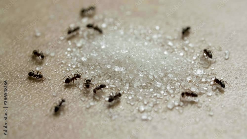 Ants eating sugar on woods table in the kitchen Ants eating sugar on woods table in the kitchen