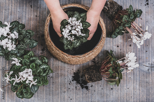 Woman potting up a large bowl with white flowering cyclamen plants.