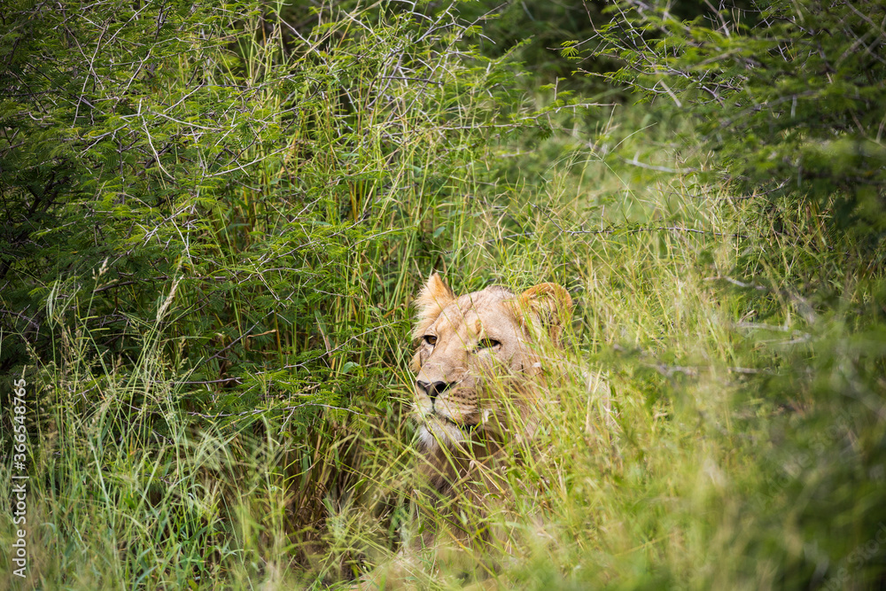 A female lion partially hidden in long grass A female lion partially hidden in long grass