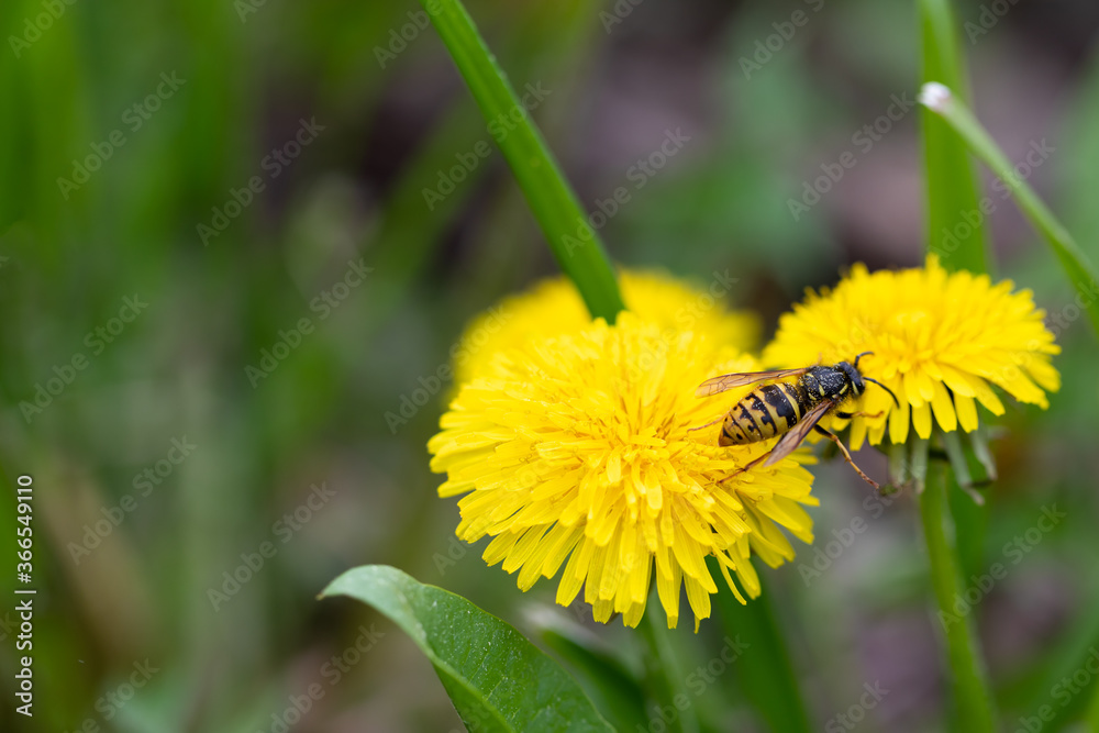 Field wild bee gathering honey from dandellion flower, selective focus Field wild bee gathering honey from dandellion flower, selective focus