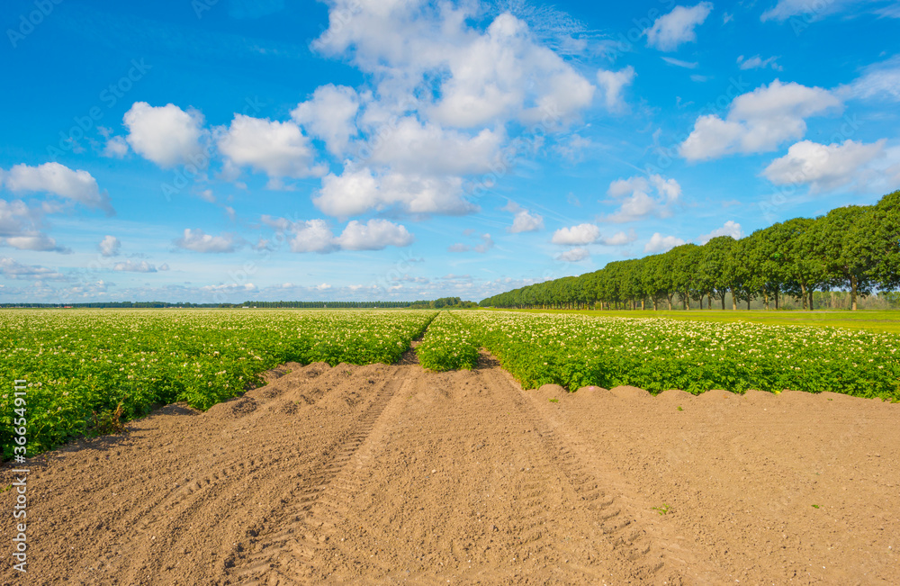 Potato plants growing and flowering in an agricultural field in the countryside below a blue cloudy sky in sunlight in summer, Almere, Flevoland, The Netherlands, July 22, 2020