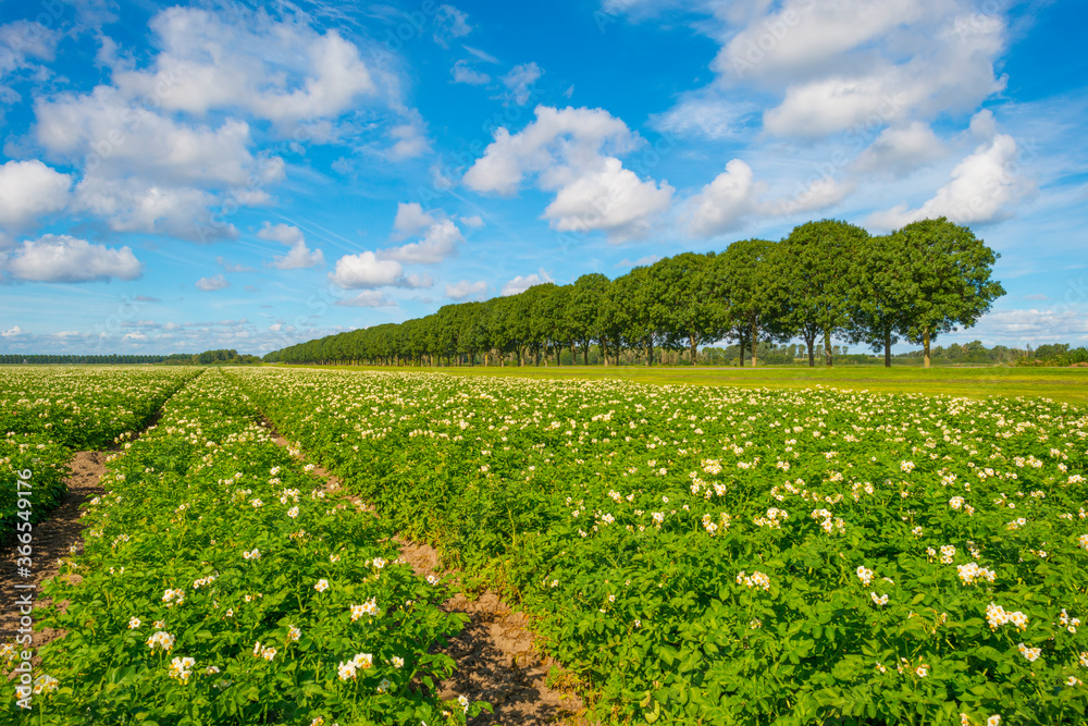 Potato plants growing and flowering in an agricultural field in the countryside below a blue cloudy sky in sunlight in summer, Almere, Flevoland, The Netherlands, July 22, 2020