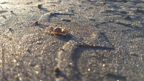crab on sand © Gilberto