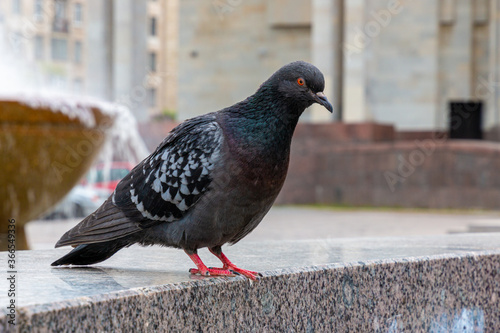 pigeon sitting on the stone