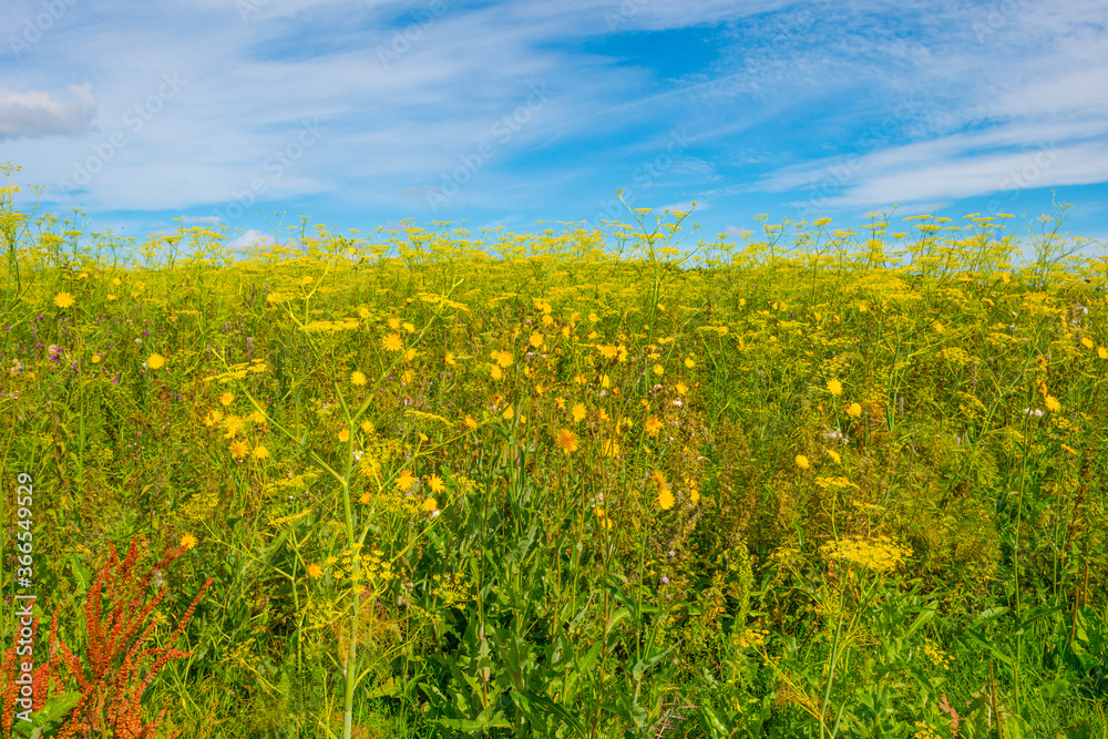 Lush green foliage of trees and yellow and white wild flowers in a field below a blue cloudy sky in sunlight in summer, Almere, Flevoland, The Netherlands, July 22, 2020