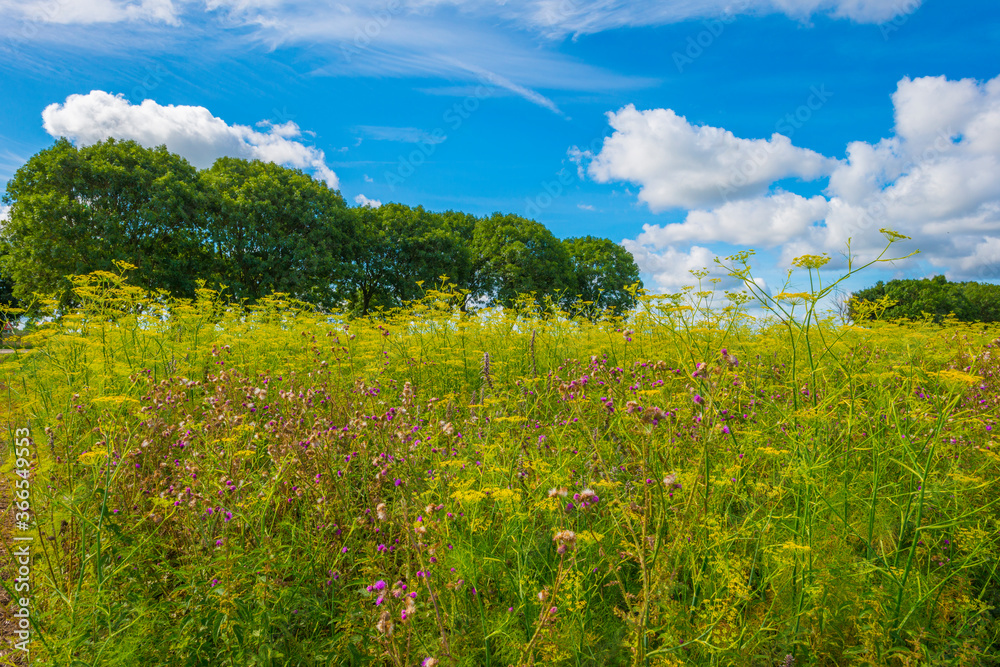 Lush green foliage of trees and yellow and white wild flowers in a field below a blue cloudy sky in sunlight in summer, Almere, Flevoland, The Netherlands, July 22, 2020