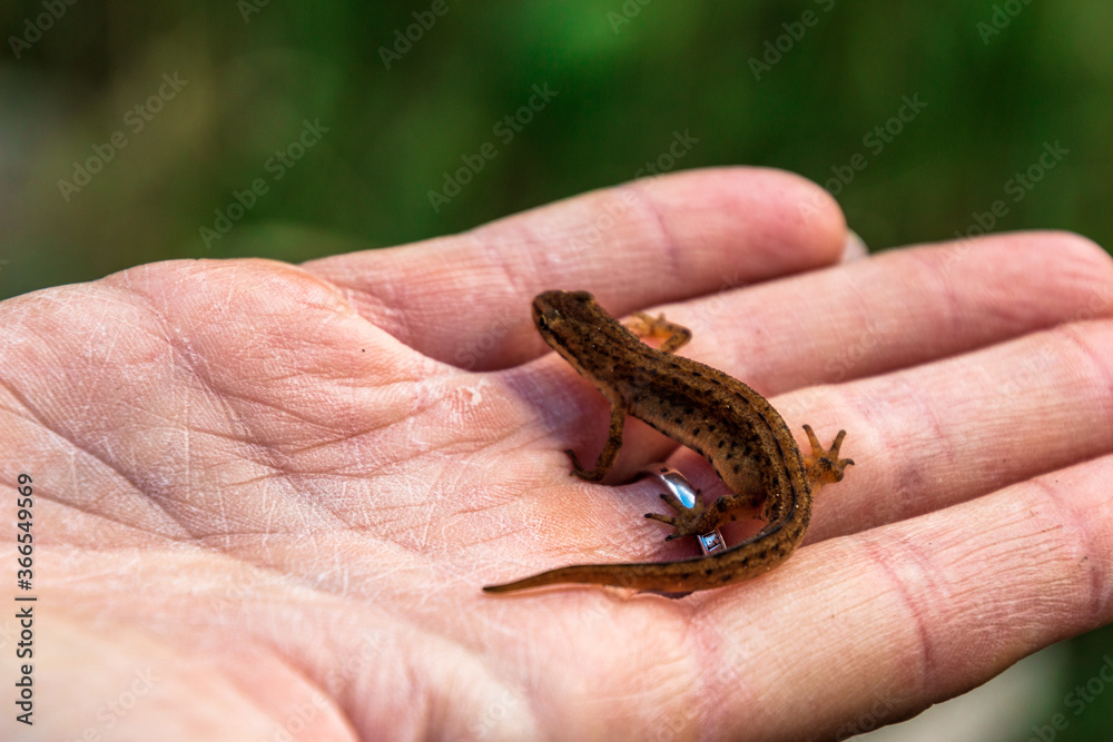 small lizard sits on a human hand small lizard sits on a human hand