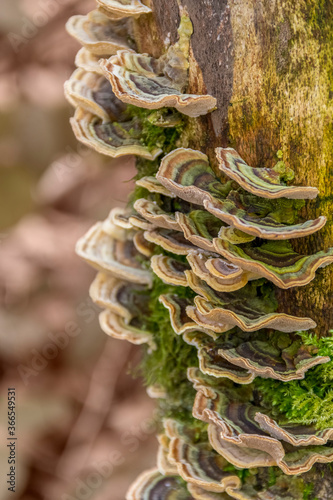natural bracket fungi closeup