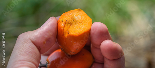 Chopped oil palm seed, revealing its exocarp.