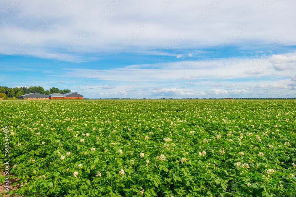 Potato plants growing and flowering in an agricultural field along a grassy meadow with wild flowers in the countryside below a blue cloudy sky in sunlight in summer, Almere, Flevoland, The Netherland