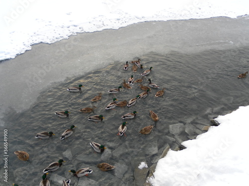 ducks on the river in winter