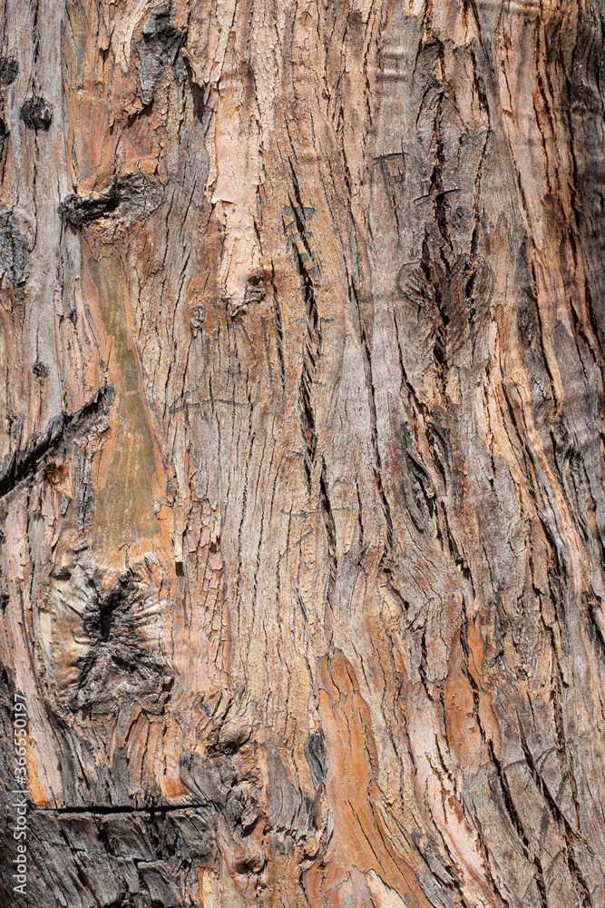 Obraz premium eucalyptus bark background