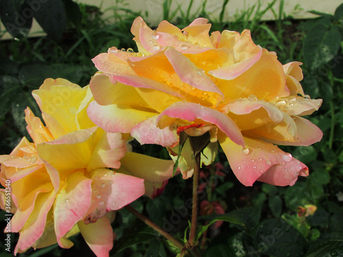 yellow rose in the garden