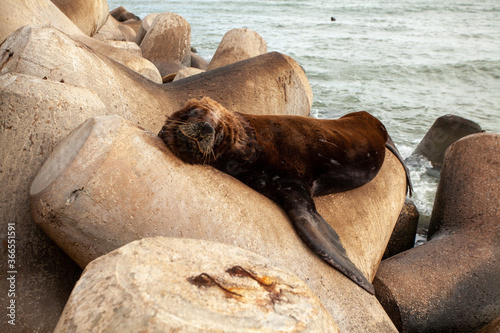 sea lion in the sanctuary