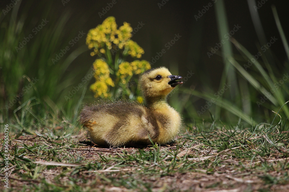 Fototapeta premium The Baby Gosling