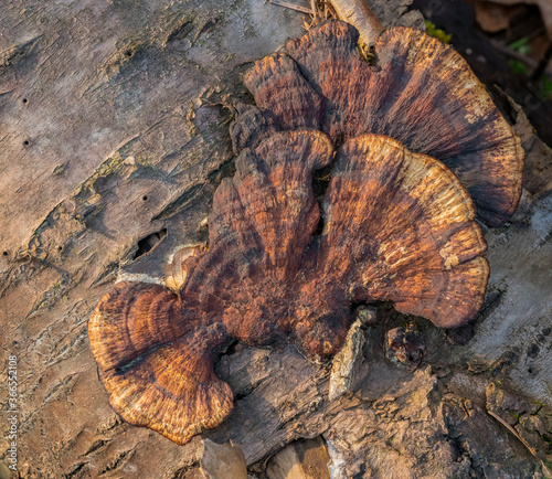 natural bracket fungus closeup photo