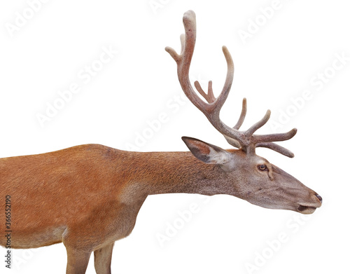 Fototapeta Naklejka Na Ścianę i Meble -  deer with big and beautiful antlers on white