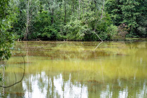Colorful pond in the wild nature