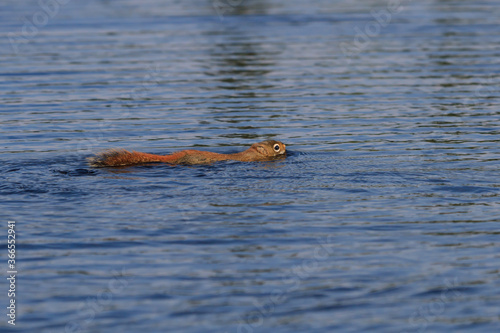 Red Squirrel swimming across a small water body. © Paul Roedding