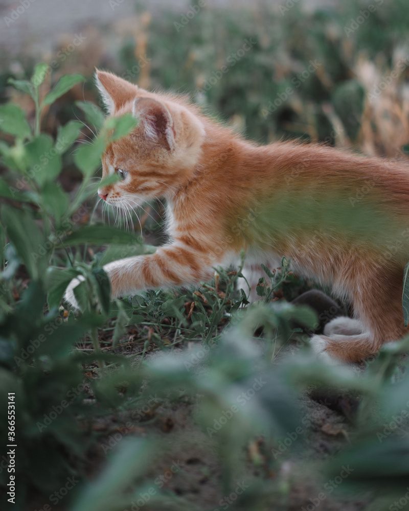 A small red kitten with big blue eyes. A kitten walks on the grass in the Park. Kitten in nature. Profile picture in the side view. A small red kitten with big blue eyes. A kitten walks on the grass in the Park. Kitten in nature. Profile picture in the side view.