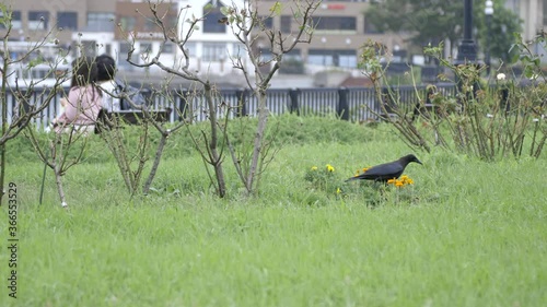 A crow searching for food in the park. photo