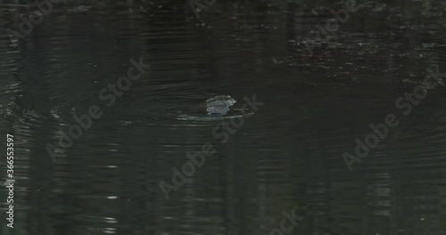 Slowmotion  Platypus swimming turns to face camera in the wild photo