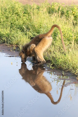Bamboons playing by the Chobe River in Botswana