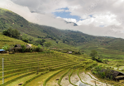 Paddy Rice Harvest at highlands of Sa Pa in Vietnam