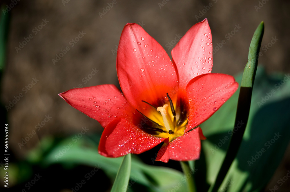 Fototapeta premium Tulipan