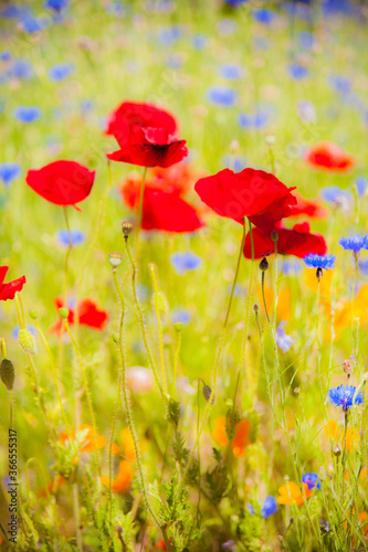 Fields of wildflowers in the Columbia River Gorge Nartional Scenic Area near Mosier, Oregon. photo