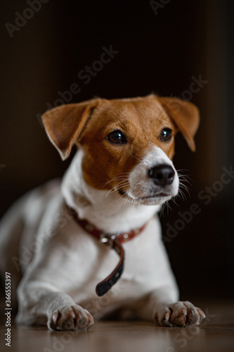 jack russell terrier dog © Dmitry