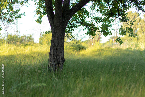 A tree on a lawn overgrown with green grass on a bright sunny day. Close-up with a blurred background.