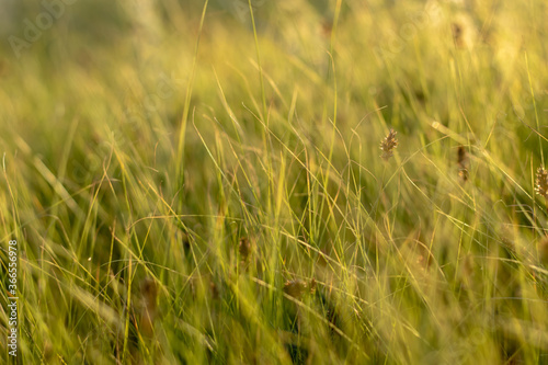 Dense tall green grass on a bright sunny day. Close-up with a blurred background.