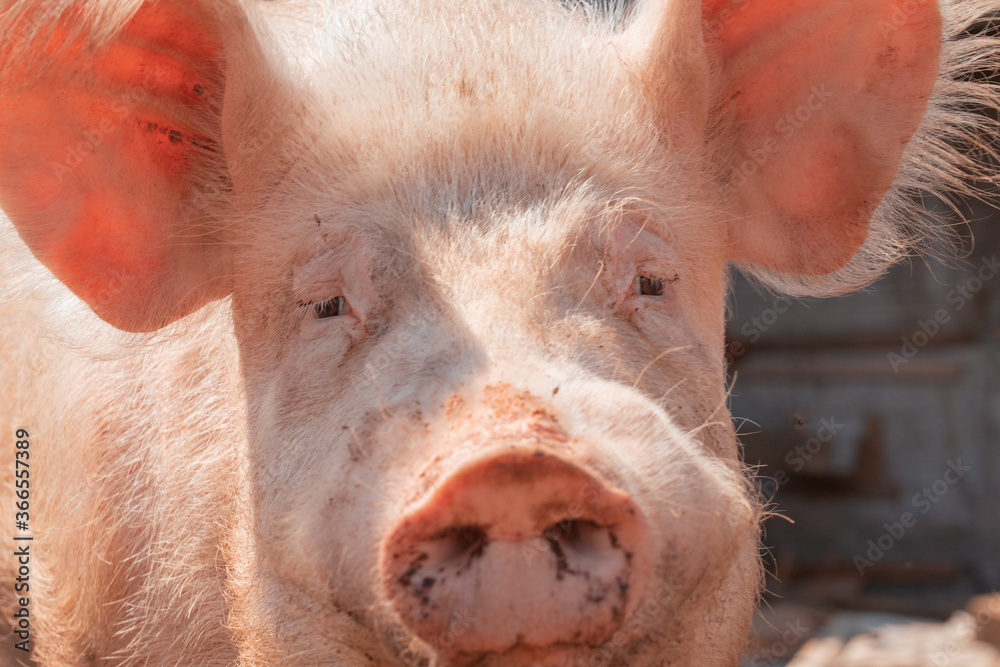 a pig on a farm looks into the frame, close-up a pig on a farm looks into the frame, close-up
