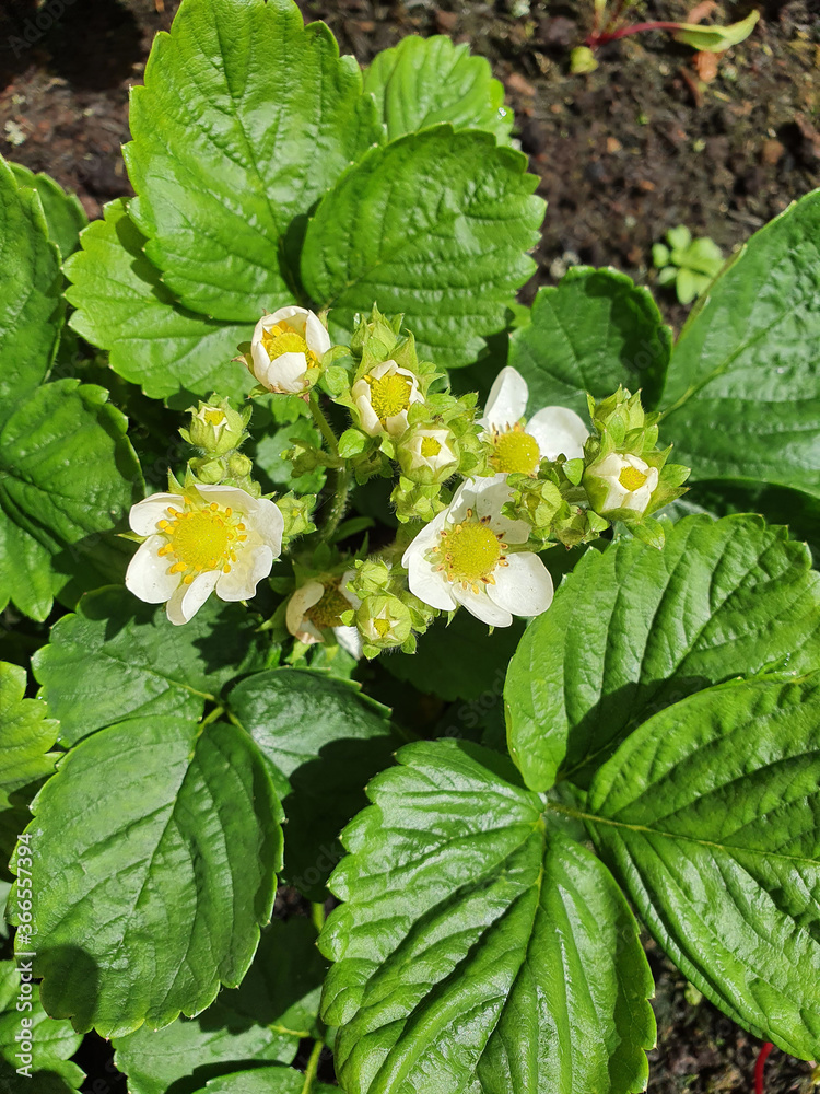 growing strawberries growing strawberries