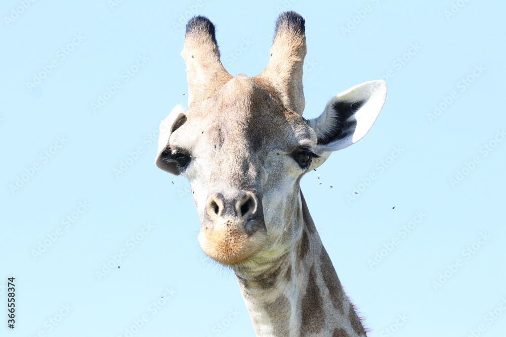 Obraz premium Wild African Giraffes by the Chobe River in Botswana