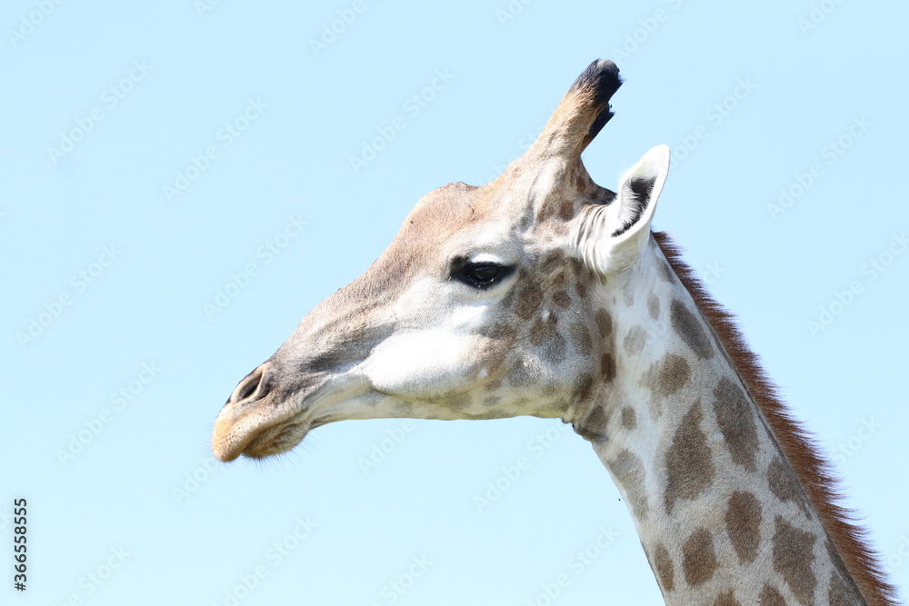 Wild African Giraffes by the Chobe River in Botswana Wild African Giraffes by the Chobe River in Botswana