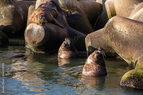 sea lions in the sanctuary