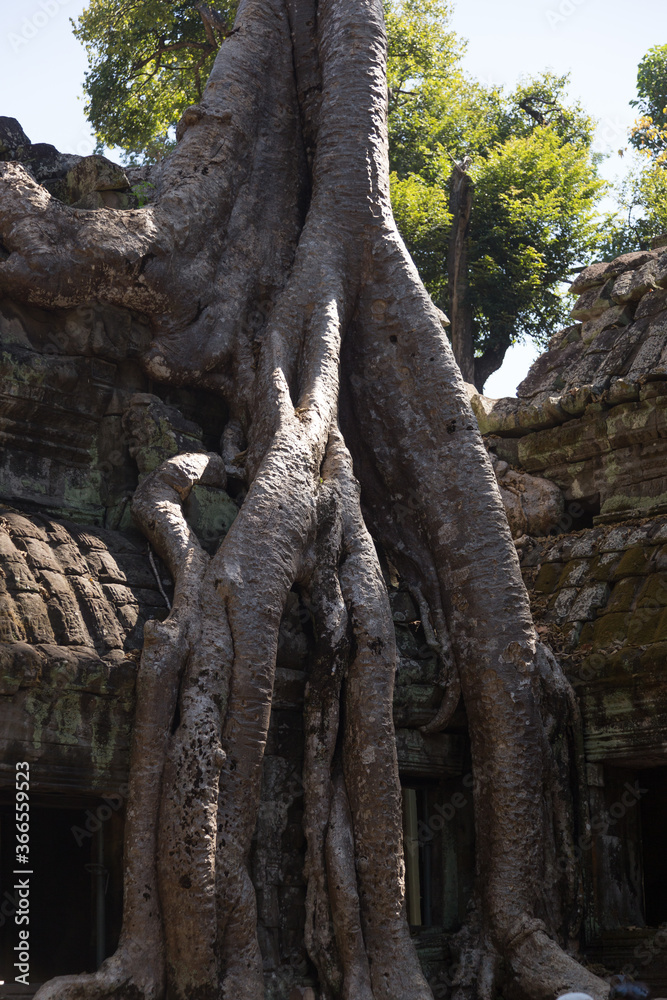 Ta Prohm, Angkor Wat, Cambodia, trees engulfing the temple structures with roots